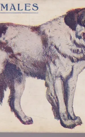 EL PERRO. SU NATURALEZA, COSTUMBRES Y MODO DE CAZARLO